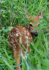Odocoileus virginianus