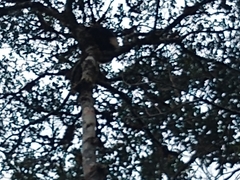 Propithecus edwardsi