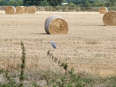 Ardea cinerea