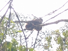 Propithecus edwardsi