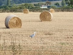 Ardea cinerea