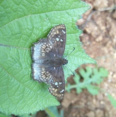 Caprona ransonnettii