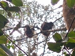 Propithecus edwardsi