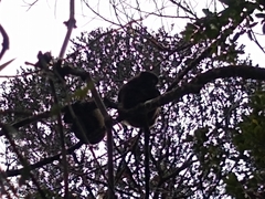 Propithecus edwardsi