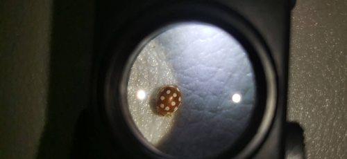 12-spot ladybird