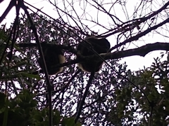 Propithecus edwardsi