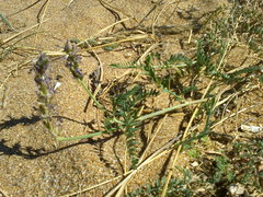 Astragalus varius