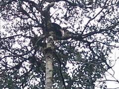 Propithecus edwardsi