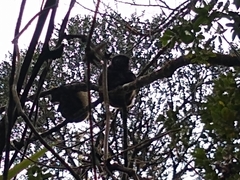 Propithecus edwardsi