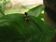 Oncopeltus unifasciatellus