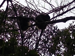 Propithecus edwardsi