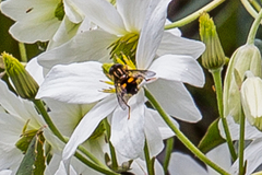 Helophilus antipodus