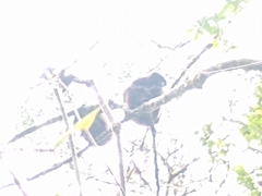 Propithecus edwardsi