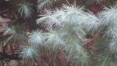 Pinus maximartinezii
