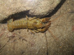 Austropotamobius pallipes