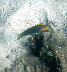 Halichoeres solorensis