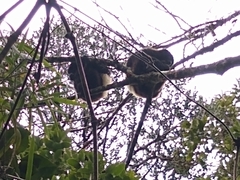 Propithecus edwardsi