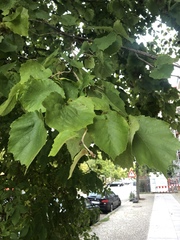 Corylus colurna