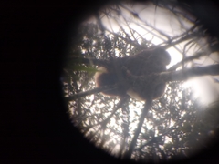 Propithecus edwardsi