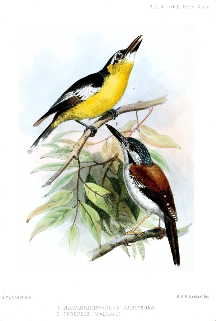 Sipodotus