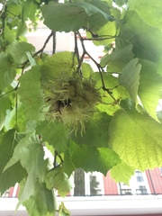 Corylus colurna