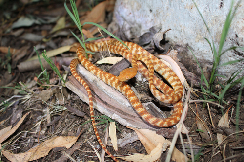 Brown Tree Snake sighting