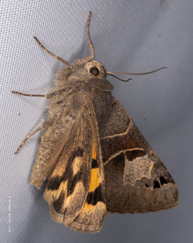 Drasteria edwardsii photo 5
