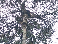 Propithecus edwardsi