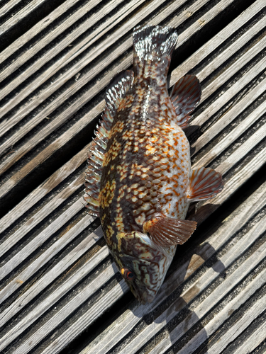 Labrus bergylta