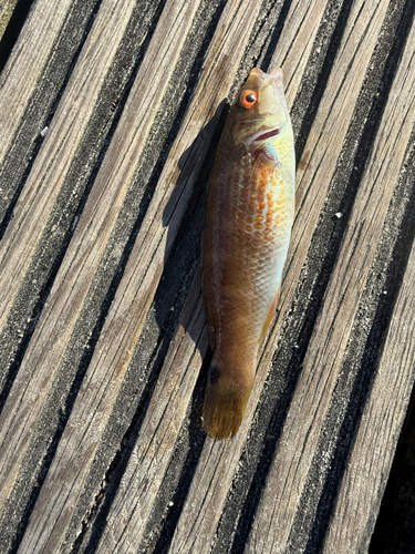 Ctenolabrus rupestris