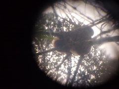 Propithecus edwardsi