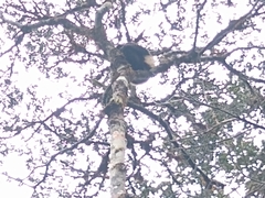 Propithecus edwardsi