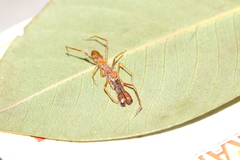 Myrmaplata plataleoides