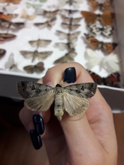 Lygephila ludicra