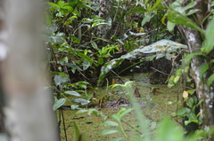 Melanosuchus niger