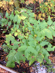 Fraxinus nigra