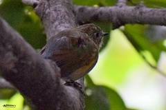 Tarsiger rufilatus