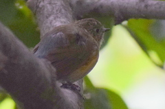 Tarsiger rufilatus