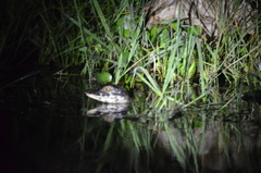 Melanosuchus niger
