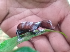 Uroplatus phantasticus