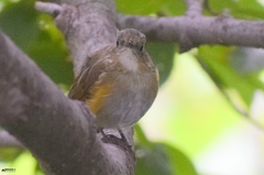 Tarsiger rufilatus
