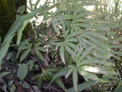 Pyrrosia polydactylos