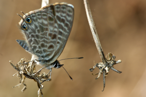 Lang's Short-tailed Blue