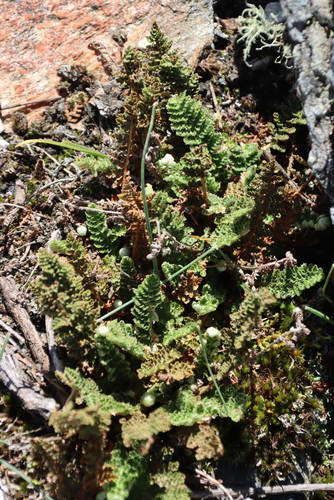 Asplenium cordatum (Asplenium cordatum)
