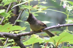 Yuhina gularis