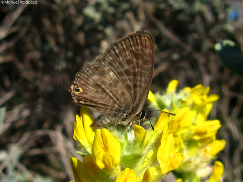 Lang's Short-tailed Blue