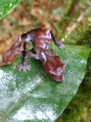 Uroplatus phantasticus