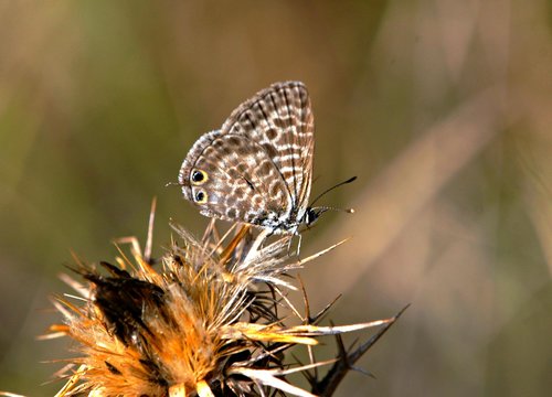 Lang's Short-tailed Blue