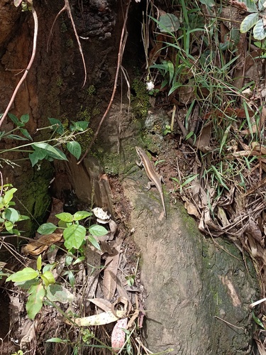 African Striped Skink