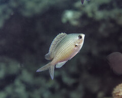 Blue Damsel photo 3